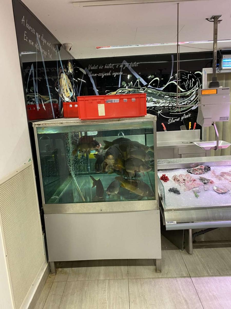 Bizerba  SC400 halas mérleg – termékfotó használat közben